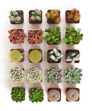 Collection of various succulents in small pots on a white background
