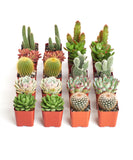 Row of small potted succulents and cacti on a white background