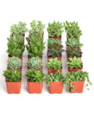 Collection of small potted succulents on a white background