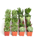 Collection of small green succulents in red pots on a white background