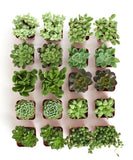 Collection of small green succulent plants in pots on a white background
