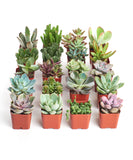 Collection of small potted succulents on a white background