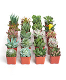 Collection of small potted succulents on a white background