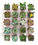 Collection of various small succulent plants in square pots on a white background