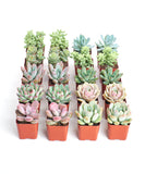 Collection of small potted succulents on a white background