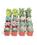 Collection of small potted Pastel Mini Succulent Collection on a white background