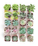 Collection of small Pastel Mini Succulent Collection plants in pots on a white background