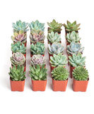 Row of small succulent plants in orange pots on a white background