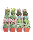 Row of small potted succulents on a white background