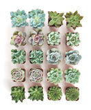 Collection of various succulents in small pots arranged in a grid on a white background