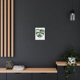 Melting Monstera Albo Canvas Print – Botanical Wall Art