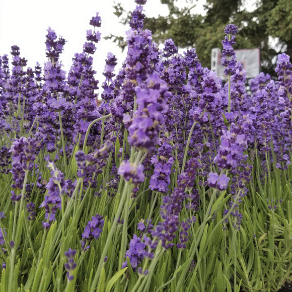 Field of lavender flowers with green stems and leaves.