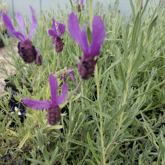 Purple lavender flowers with green leaves in a natural setting