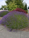 Bouquet of lavender plants in a garden setting with trees in the background.