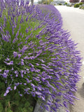 Row of lavender plants along a road