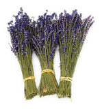 Bundles of lavender flowers tied with yellow rubber bands on a white background