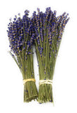 Two bundles of lavender tied with yellow string on a white background