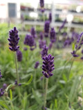 Close-up of purple lavender flowers with a blurred background