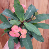 Crown of Thorns - Euphorbia milii