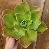 Hand holding a green succulent plant against a wooden background