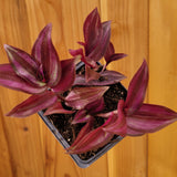 Tradescantia zebrina Violet Wandering Dude