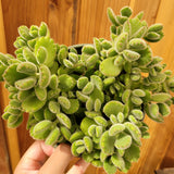 Cotyledon tomentosa Bear's Paw