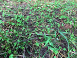 Green clover plants growing on a soil surface with some dry grass.