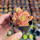 Sedum rubrotinctum 'Aurora' Pink Jelly Bean