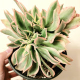 Aeonium Sunburst Crest