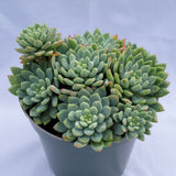 Sedeveria 'Blue Elf'