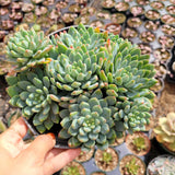 Sedeveria 'Blue Elf'