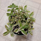 Plectranthus neochilus Variegated 'Mike's Fuzzy Wuzzy'
