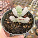 Cotyledon orbiculata 'Ping Pong'