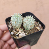Variegated Corn Cob Cactus Euphorbia mammillaris