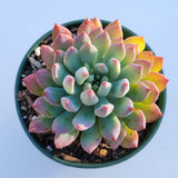 Sedeveria 'Blue Elf'