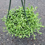 String of Bananas Senecio radicans