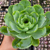 Greenovia aurea