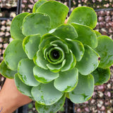 Greenovia aurea