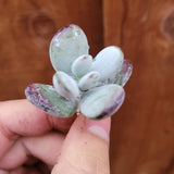Cotyledon orbiculata 'Ping Pong'