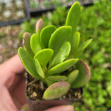Senecio jacobsenii - Trailing Jade, Weeping Jade