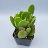 Senecio jacobsenii - Trailing Jade, Weeping Jade