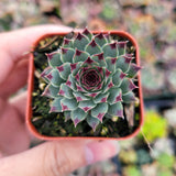 Sempervivum calcareum 'Greenii'