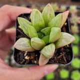 Haworthia turgida X