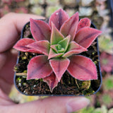 Aeonium leucoblepharum