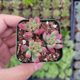 Sedum rubrotinctum 'Aurora' Pink Jelly Bean
