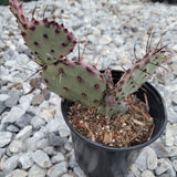 Opuntia santarita Santa Rita Purple Prickly Pear Cactus