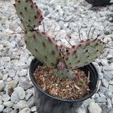 Cactus plant in a pot on a gravel surface