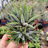 Person holding a Haworthia fasciata - Zebra Plant