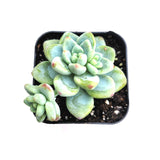 Sedum clavatum