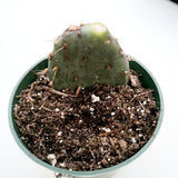 Opuntia santarita Santa Rita Purple Prickly Pear Cactus